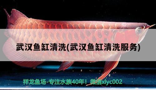 武漢魚缸清洗(武漢魚缸清洗服務) 元寶鳳凰魚百科