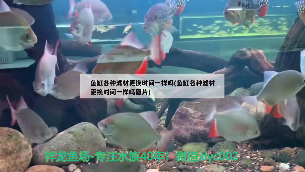 魚(yú)缸各種濾材更換時(shí)間一樣嗎(魚(yú)缸各種濾材更換時(shí)間一樣嗎圖片) 招財(cái)戰(zhàn)船魚(yú)