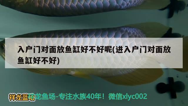 入戶門對面放魚缸好不好呢(進入戶門對面放魚缸好不好) 金三間魚