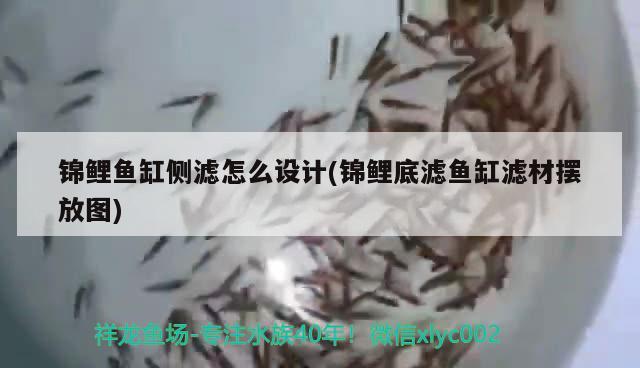 錦鯉魚缸側(cè)濾怎么設計(錦鯉底濾魚缸濾材擺放圖) 白子銀版魚