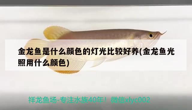 金龍魚是什么顏色的燈光比較好養(yǎng)(金龍魚光照用什么顏色)