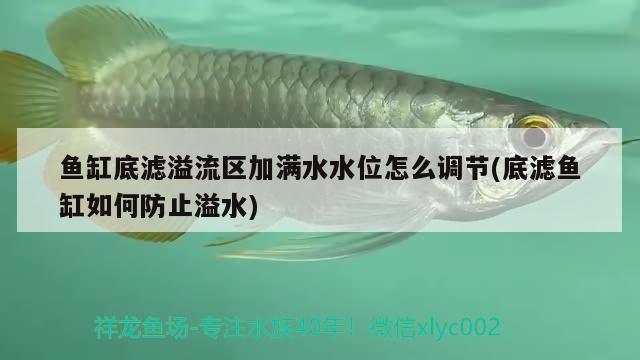 魚缸底濾溢流區(qū)加滿水水位怎么調(diào)節(jié)(底濾魚缸如何防止溢水)