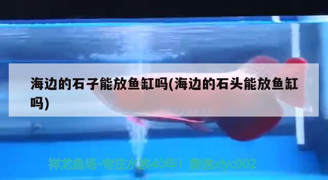 海邊的石子能放魚缸嗎(海邊的石頭能放魚缸嗎)