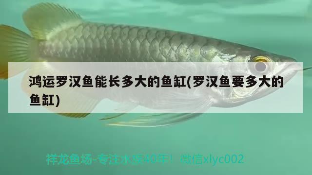 鴻運羅漢魚能長多大的魚缸(羅漢魚要多大的魚缸)