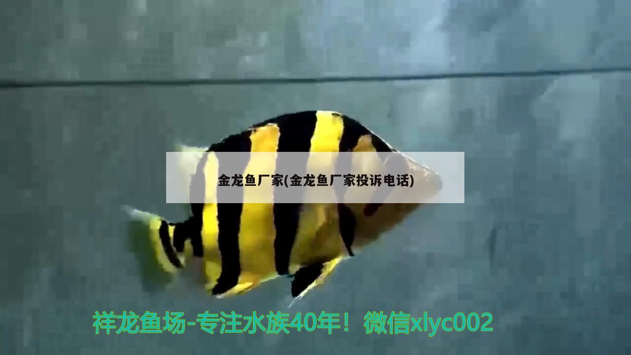 金龍魚廠家(金龍魚廠家投訴電話) 奈及利亞紅圓點狗頭