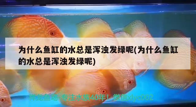 為什么魚(yú)缸的水總是渾濁發(fā)綠呢(為什么魚(yú)缸的水總是渾濁發(fā)綠呢) 雙線側(cè)魚(yú)