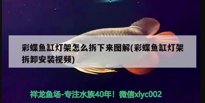 彩蝶魚缸燈架怎么拆下來圖解(彩蝶魚缸燈架拆卸安裝視頻)