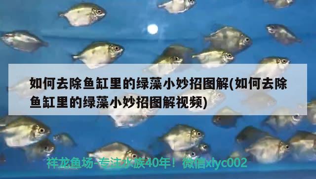 如何去除魚缸里的綠藻小妙招圖解(如何去除魚缸里的綠藻小妙招圖解視頻) 銀龍魚百科