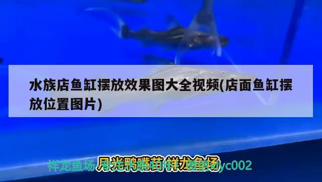 水族店魚缸擺放效果圖大全視頻(店面魚缸擺放位置圖片) 黃金河虎魚