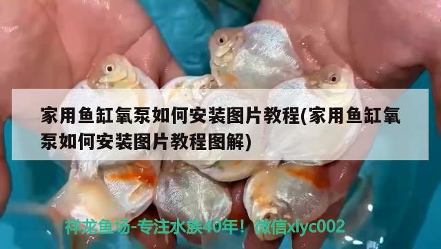 家用魚缸氧泵如何安裝圖片教程(家用魚缸氧泵如何安裝圖片教程圖解) 七彩神仙魚