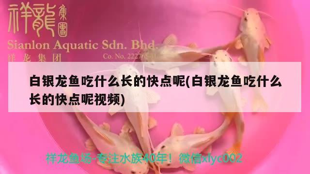 白銀龍魚吃什么長(zhǎng)的快點(diǎn)呢(白銀龍魚吃什么長(zhǎng)的快點(diǎn)呢視頻) 銀龍魚百科