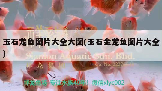 玉石龍魚圖片大全大圖(玉石金龍魚圖片大全) 龍魚芯片掃碼器