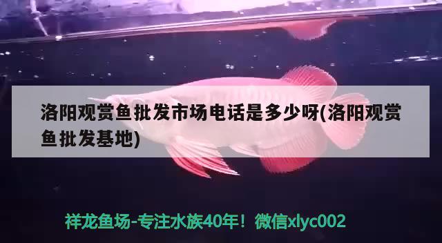 洛陽觀賞魚批發(fā)市場電話是多少呀(洛陽觀賞魚批發(fā)) 觀賞魚批發(fā)