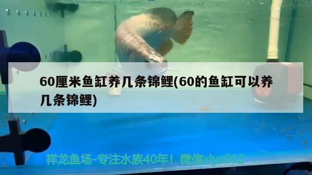 60厘米魚缸養(yǎng)幾條錦鯉(60的魚缸可以養(yǎng)幾條錦鯉)