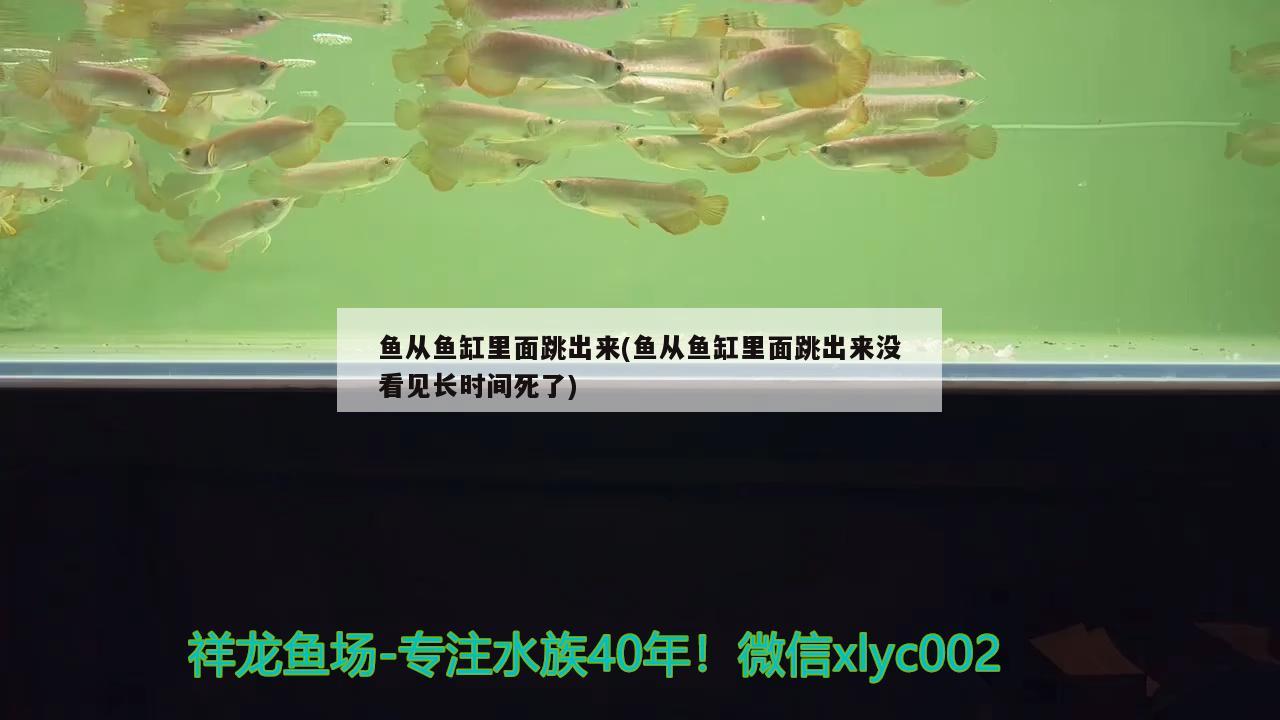 魚從魚缸里面跳出來(魚從魚缸里面跳出來沒看見長時間死了) 大白鯊魚