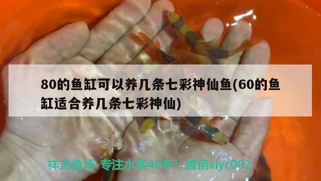 80的魚缸可以養(yǎng)幾條七彩神仙魚(60的魚缸適合養(yǎng)幾條七彩神仙) 七彩神仙魚