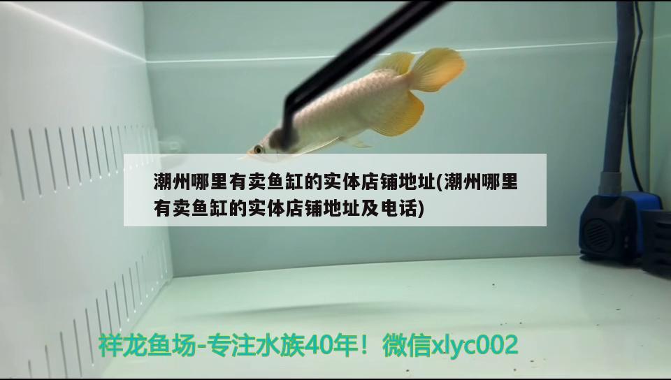 潮州哪里有賣魚缸的實體店鋪地址(潮州哪里有賣魚缸的實體店鋪地址及電話) B級過背金龍魚