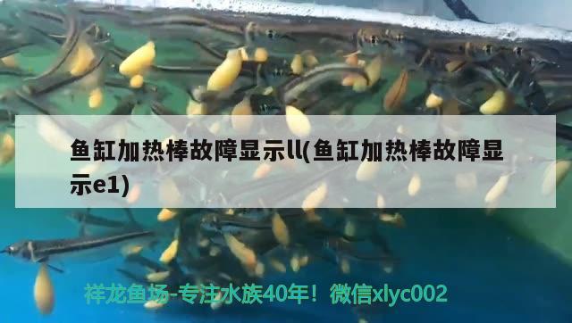 魚缸加熱棒故障顯示ll(魚缸加熱棒故障顯示e1) 粗線銀版魚苗