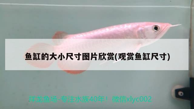 魚缸的大小尺寸圖片欣賞(觀賞魚缸尺寸) 廣州祥龍國際水族貿(mào)易