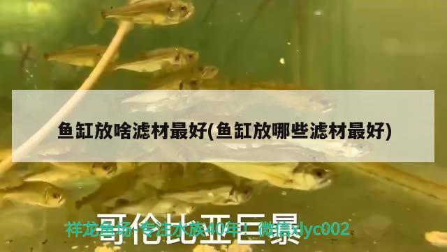 魚缸放啥濾材最好(魚缸放哪些濾材最好)