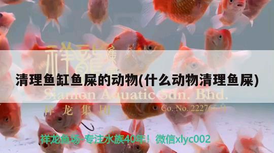 清理魚缸魚屎的動(dòng)物(什么動(dòng)物清理魚屎) 大正錦鯉魚