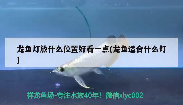 龍魚(yú)燈放什么位置好看一點(diǎn)(龍魚(yú)適合什么燈)