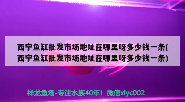 西寧魚缸批發(fā)市場(chǎng)地址在哪里呀多少錢一條(西寧魚缸批發(fā)市場(chǎng)地址在哪里呀多少錢一條)