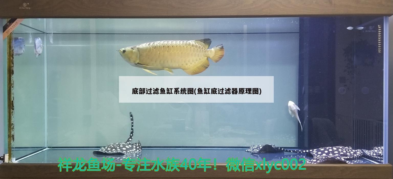 底部過濾魚缸系統(tǒng)圖(魚缸底過濾器原理圖)