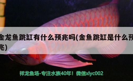 金龍魚(yú)跳缸有什么預(yù)兆嗎(金魚(yú)跳缸是什么預(yù)兆) 赤荔鳳冠魚(yú)