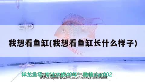 我想看魚缸(我想看魚缸長什么樣子)