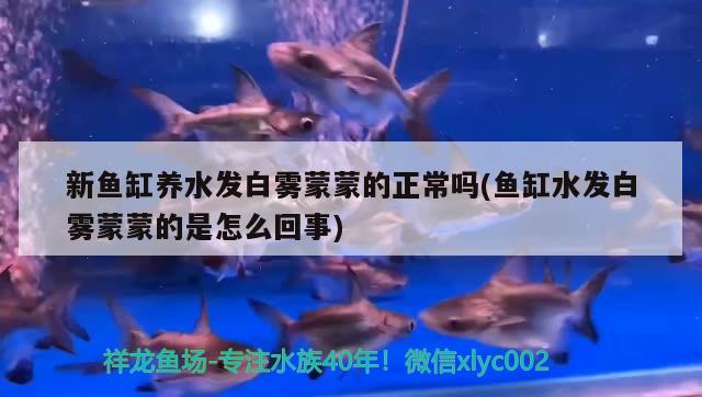 新魚缸養(yǎng)水發(fā)白霧蒙蒙的正常嗎(魚缸水發(fā)白霧蒙蒙的是怎么回事)