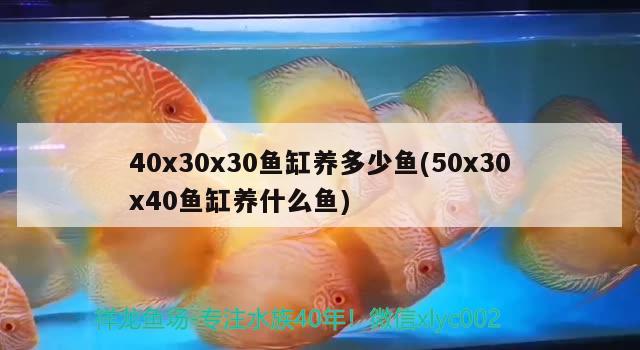 40x30x30魚缸養(yǎng)多少魚(50x30x40魚缸養(yǎng)什么魚) 一眉道人魚苗 第2張