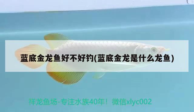 藍(lán)底金龍魚好不好釣(藍(lán)底金龍是什么龍魚) 垂釣樂(lè)園