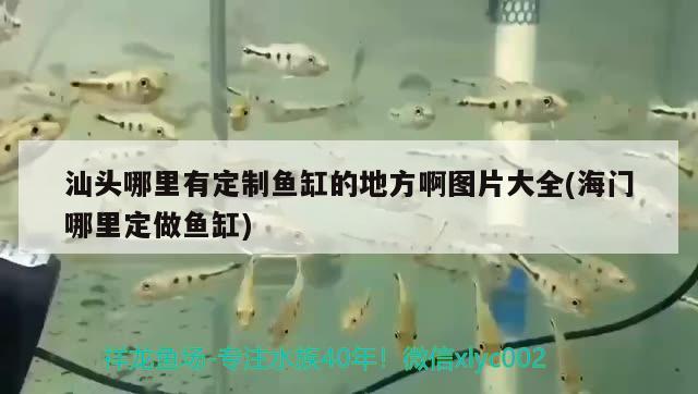 汕頭哪里有定制魚缸的地方啊圖片大全(海門哪里定做魚缸)