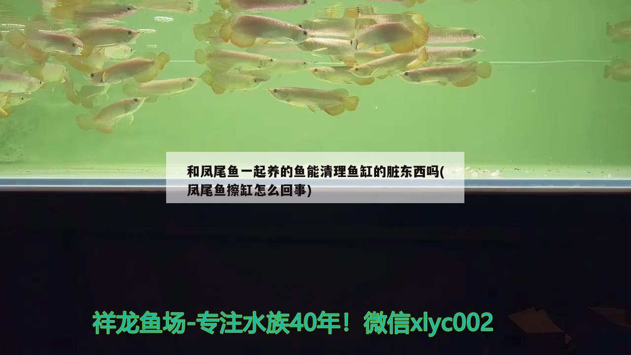 和鳳尾魚一起養(yǎng)的魚能清理魚缸的臟東西嗎(鳳尾魚擦缸怎么回事) 錦鯉池魚池建設(shè)