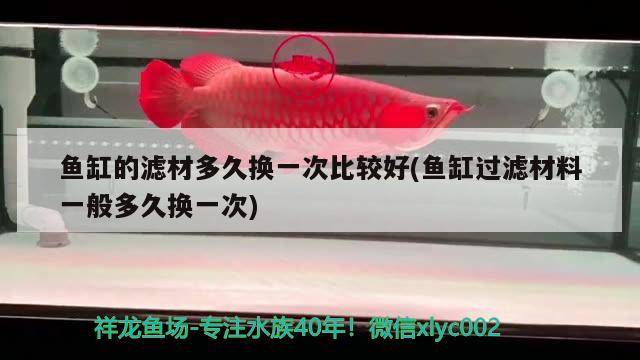 魚缸的濾材多久換一次比較好(魚缸過濾材料一般多久換一次) 白子關(guān)刀魚苗