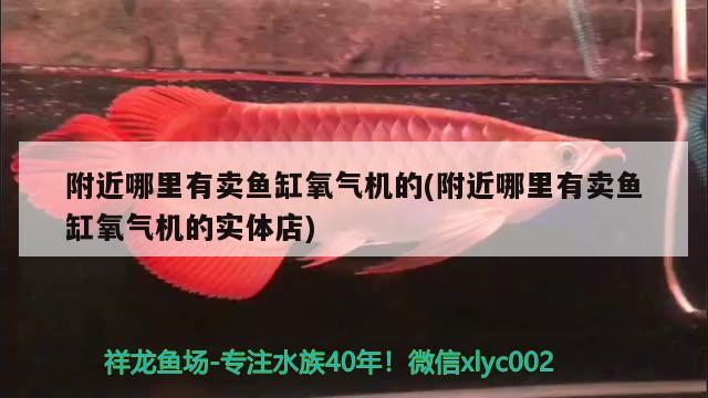 附近哪里有賣魚缸氧氣機的(附近哪里有賣魚缸氧氣機的實體店) 黃鰭鯧魚