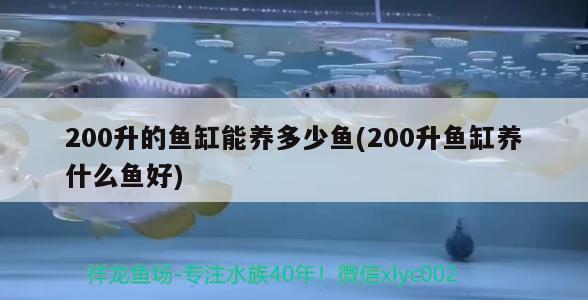 200升的魚缸能養(yǎng)多少魚(200升魚缸養(yǎng)什么魚好) 潛水艇魚