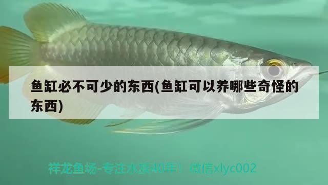 魚缸必不可少的東西(魚缸可以養(yǎng)哪些奇怪的東西) 龍鳳鯉魚