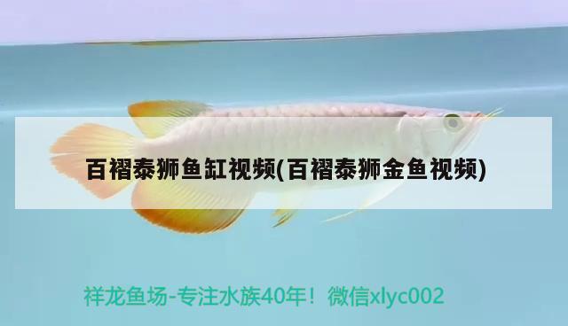 百褶泰獅魚缸視頻(百褶泰獅金魚視頻)