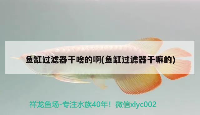 魚缸過濾器干啥的啊(魚缸過濾器干嘛的) 杰西卡恐龍魚