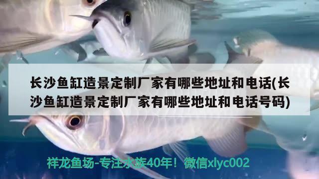 長沙魚缸造景定制廠家有哪些地址和電話(長沙魚缸造景定制廠家有哪些地址和電話號碼) 埃及神仙魚