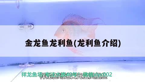 金龍魚龍利魚(龍利魚介紹) 短身紅龍魚