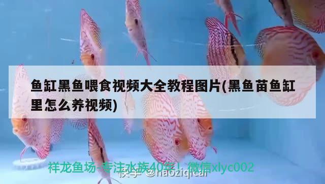 魚缸黑魚喂食視頻大全教程圖片(黑魚苗魚缸里怎么養(yǎng)視頻) 沖氧泵