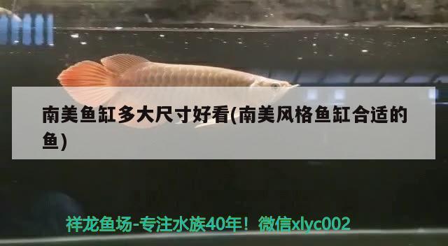 南美魚缸多大尺寸好看(南美風(fēng)格魚缸合適的魚) 印尼小紅龍