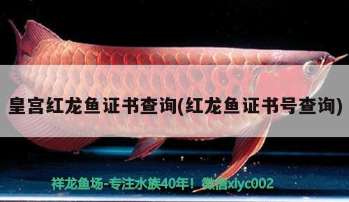 皇宮紅龍魚證書查詢(紅龍魚證書號查詢) 星點金龍魚