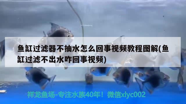 魚缸過濾器不抽水怎么回事視頻教程圖解(魚缸過濾不出水咋回事視頻)