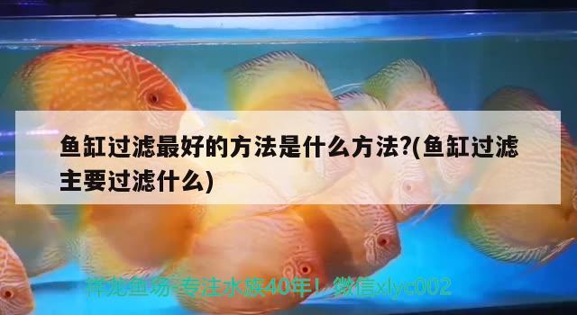 魚缸過濾最好的方法是什么方法?(魚缸過濾主要過濾什么)