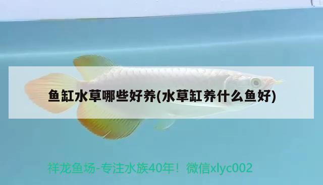 魚缸水草哪些好養(yǎng)(水草缸養(yǎng)什么魚好)