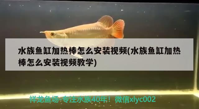 水族魚缸加熱棒怎么安裝視頻(水族魚缸加熱棒怎么安裝視頻教學) 龍魚專用燈